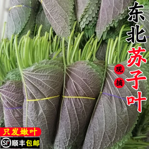 东北苏子叶新鲜紫苏叶食用包邮苏叶苗野菜蘸酱菜泡菜咸菜商用3斤