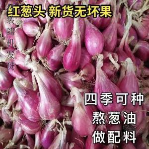 四川小香葱红葱头种子阳台盆栽火葱四季葱种熬榨葱油干葱头籽