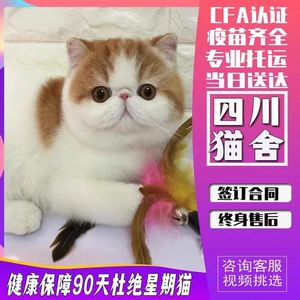 【四川猫舍】加菲猫纯种幼崽曼基康矮脚猫短腿小猫咪宠物活的小奶