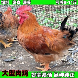 (50只装)大型肉鸡鸡苗包活到家散养家养活鸡肉鸡苗产蛋王活鸡幼苗