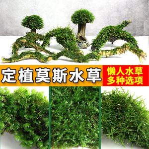 莫斯树网片散装阴性大三角凤尾莫斯垂泪新手入门水草草缸沉木造景