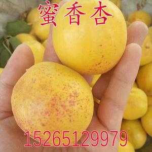 杏树苗新品种 香蜜杏树苗 大果极丰产香甜杏子嫁接苗南方北方种植