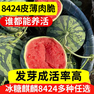 西瓜种籽四季无籽黑皮西瓜8424冰糖麒麟懒汉西瓜种子水果甜瓜盆栽