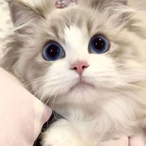 山猫布偶幼猫纯种血统长毛仙女猫海双蓝眼重点布偶活体宠物小猫咪