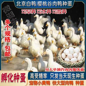正宗樱桃谷鸭种蛋受精蛋柯尔小黄鸭可孵化新鲜鸭蛋北京白肉鸭包邮