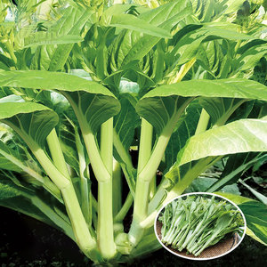 白菜苔种子种籽菜种苔菜四季菜苔蔬菜孑阳台小院种植耐寒蔬菜种子