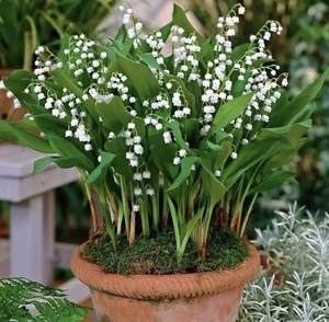 铃兰花种根多年生浓香型花卉绿植盆栽芳香植物阳台庭院易种风铃草