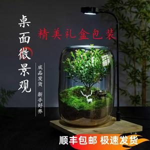 【生命之树】创意桌面苔藓微景观成品盆景好养 鲜活绿植生态瓶盆