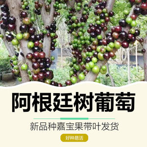 阿根廷嘉宝果苗树葡萄树苗新品种嫁接果树盆栽水果苗当年结果带叶