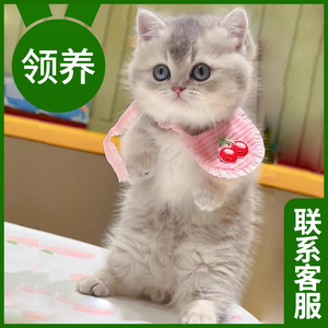 猫咪活物宠物幼猫布偶兔子猫猫蓝猫小猫银金渐层英短橘猫幼崽美短