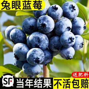 蓝莓树果苗盆栽带大果南北方种植兔眼特大阳台水果树地载四季结果