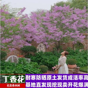 丁香正宗名贵欧洲紫丁香树苗四季浓香型耐寒耐热园林庭院风景树