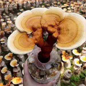 可食用观赏紫灵芝菌包赤灵芝菌包种植活体灵芝盆景蘑菇灵芝菌包菌