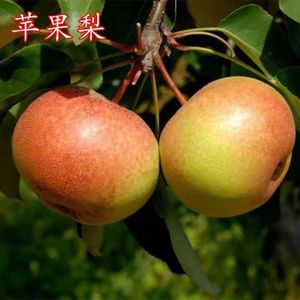 新品种延边苹果梨苗梨子苗南北方种植果树苗当年结果嫁接梨树苗果