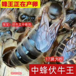 广西中蜂蜂王种王蜜蜂产卵新王阿坝纯种强群王云南活体土蜂伏牛王