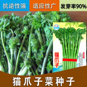 猫爪子种子春季庭院种植发芽率高营养丰富东北野菜唐松菜种子