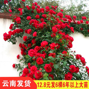 12元 6棵蔷薇花苗树苗盆栽地载庭院阳台爬藤植物四季玫瑰月季花卉