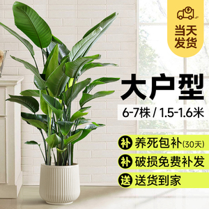 天堂鸟客厅绿植室内花卉盆栽办公大型花草植物展厅接待望鹤兰盆景