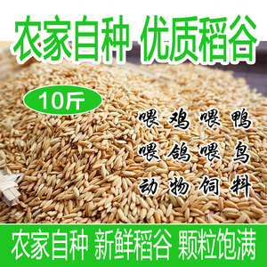 喂鸡稻谷喂鸽鸡鸭优质饲料10斤宠物吃的大米带壳鸟粮可食用新水稻