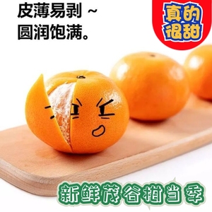 新鲜茂谷柑10斤橘子水果当季整箱贡柑石灰柑脏脏柑沃柑丑桔子甜