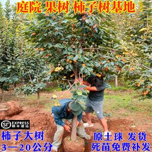 柿子苗树庭院果树特大无核脆甜牛心火晶太秋南北方种植柿子树果苗