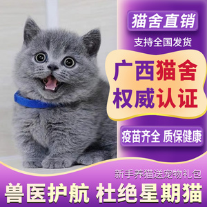 广西猫舍纯种英短蓝猫幼猫银渐层猫咪活物纯种血统猫舍美短大猫活