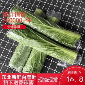 新鲜白菜叶饭包叶东北蘸酱菜东被大白菜叶东北特产大绿白菜叶20片