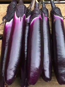 紫玉长茄种籽春秋季阳台盆栽蔬菜种孑四季紫茄子种子农家紫茄种子