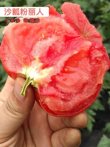 果大西红柿自然成熟沙瓢大粉番茄种子家庭庭院盆栽蔬菜攀枝花番茄