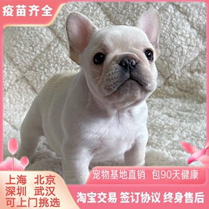 上海基地出售CKU纯种法斗幼犬法国小型犬奶油斗牛犬活体宠物狗狗