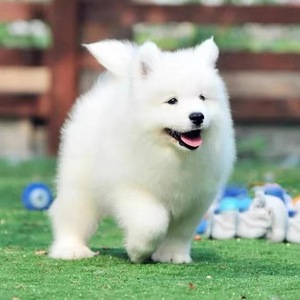 纯种萨摩耶幼犬活体微笑天使纯白色幼崽小狗熊版雪橇犬活物宠物狗