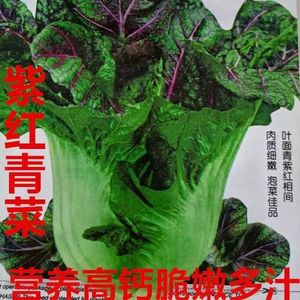 紫红青菜种子宽帮青菜四川芥菜种子腌制泡菜酸菜秋季四季蔬菜种籽