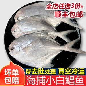 白鲳鱼小银鲳鱼新鲜冷冻海鲜水产野生海捕平鱼小昌鱼新鲜海鱼500g