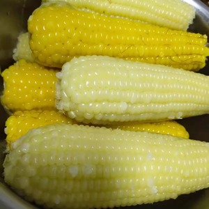 新鲜玉米即食香甜软糯东北农家粘玉米非转基因杂粮零食年香玉10根