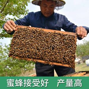 新品中蜂巢础八千蜜蜂巢脾深房中锋巢皮蜂蜡片蜂皮养蜂巢基35片盒