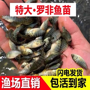 特大脆肉罗非鱼苗雄性新吉富罗非鱼苗非洲鲫鱼活体养殖食用饲料鱼