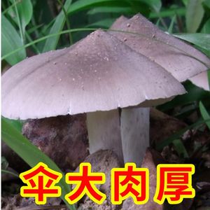 云南黑皮鸡枞菌菌种蘑菇夏至菇伞把菇荔枝菌鸡纵菌种子人工种植包