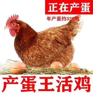 海兰褐高产蛋鸡活苗正宗鸡苗活的纯种下蛋鸡小鸡五黑鸡九斤红麻鸡