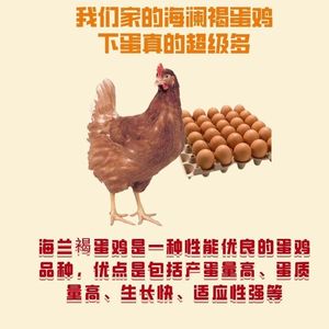 正宗海兰褐高产蛋活苗产蛋王鸡散养土鸡小鸡活体五黑鸡九斤红麻鸡