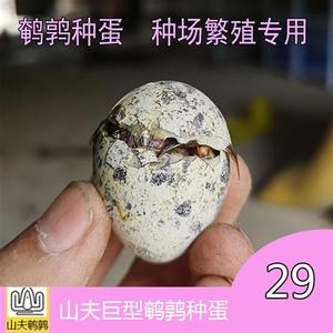 巨型鹌鹑种蛋麦脱沙维纯白沙维法国巨型可以孵化鹌鹑蛋受精蛋.