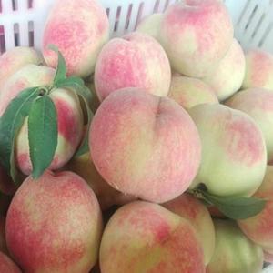 新鲜大白桃农家自种硬桃脆甜桃子水果精选大果装非血桃5斤装包邮