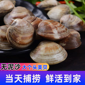 新鲜大个美贝纯野生超大蛤蜊非黄蚬子花蛤花甲海鲜贝类火锅食材