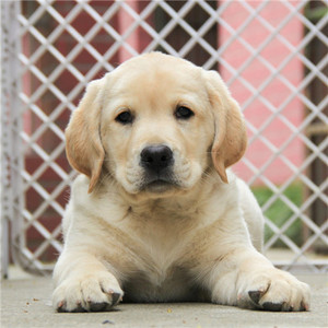 本地犬舍出售纯种拉布拉多犬泰迪博美巴哥比熊拉布拉多幼犬宠物狗