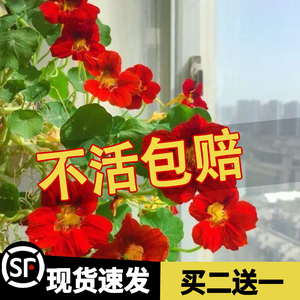 旱金莲种子四季开花盆栽花苗好养室外花种子花草植物室内易活花卉