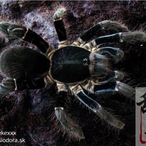 蜘蛛比较乱(20+大母后代苗)海格力斯巨人巴布宠物2-11厘米宠物活