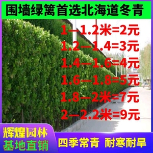 四季常青篱笆植物大叶北海道黄杨冬青苗绿化庭院围墙围栏绿篱树苗
