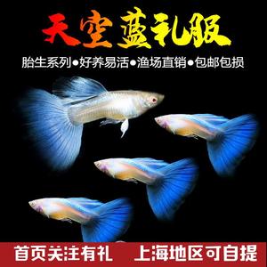天空蓝孔雀鱼热带鱼观赏鱼活体鱼小型淡水鱼凤尾鱼新手鱼好养包邮