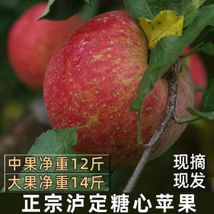 冰糖心红苹果甘孜州泸定黄草坪康定达杠高原新鲜水果非青苹果