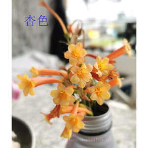 【种球 植株】垂筒花 Cyrtanthus 紫蕊苑