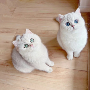 香港猫舍英短银渐层猫幼崽折耳矮脚猫长毛银点金点活体家养宠物猫